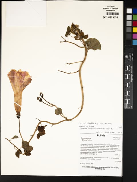 Ipomoea chondrosepala