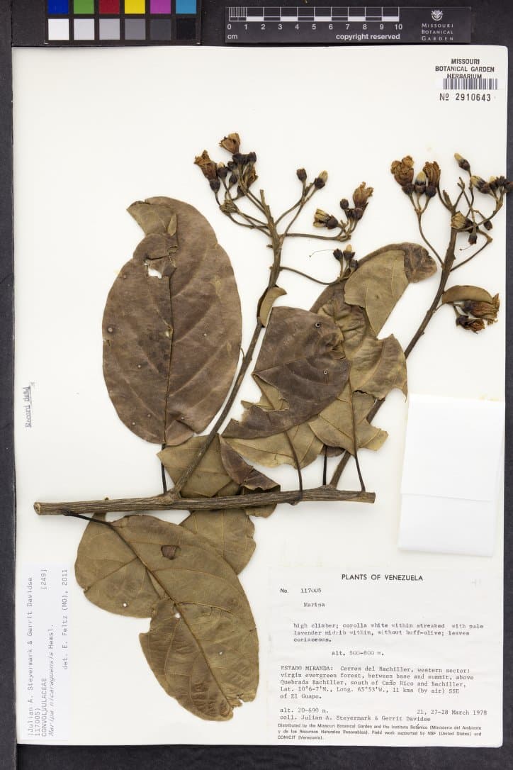 Maripa stellulata