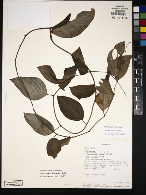 Solanum pacificum