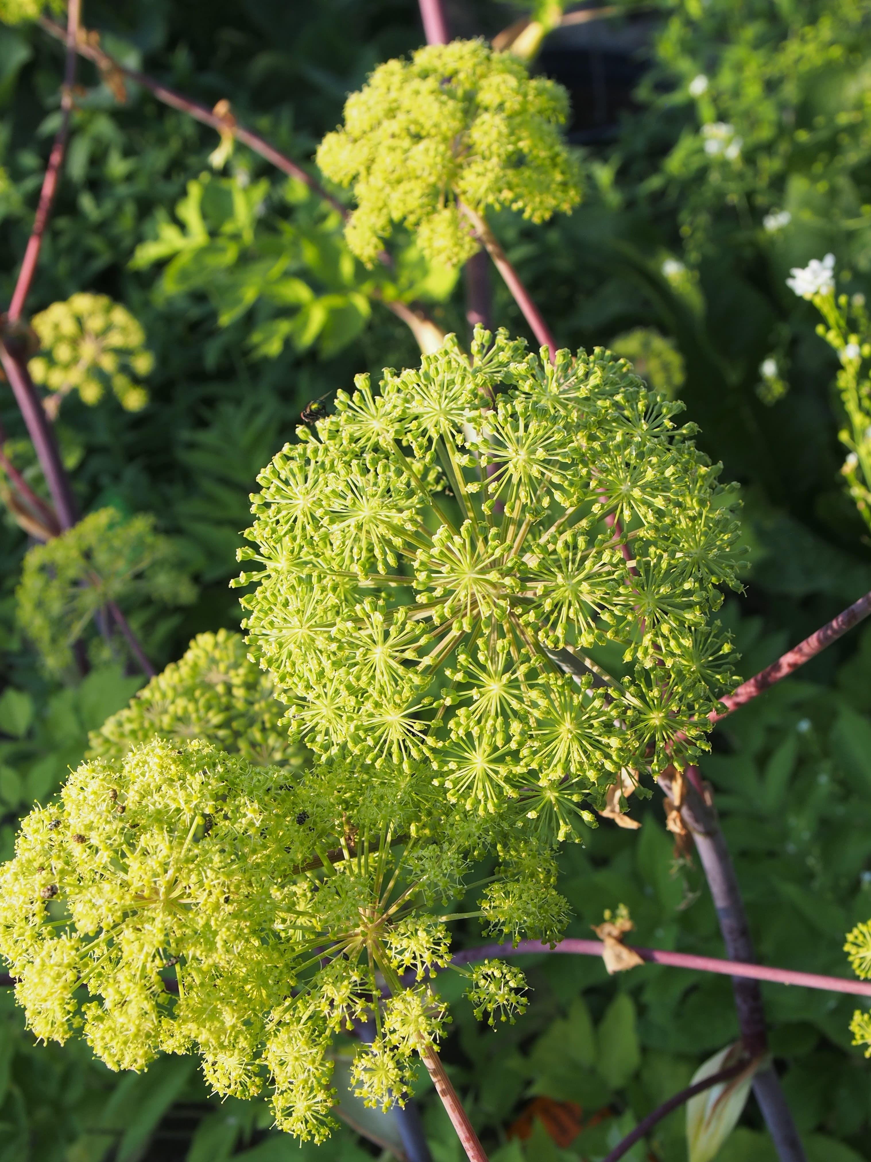 Angelica