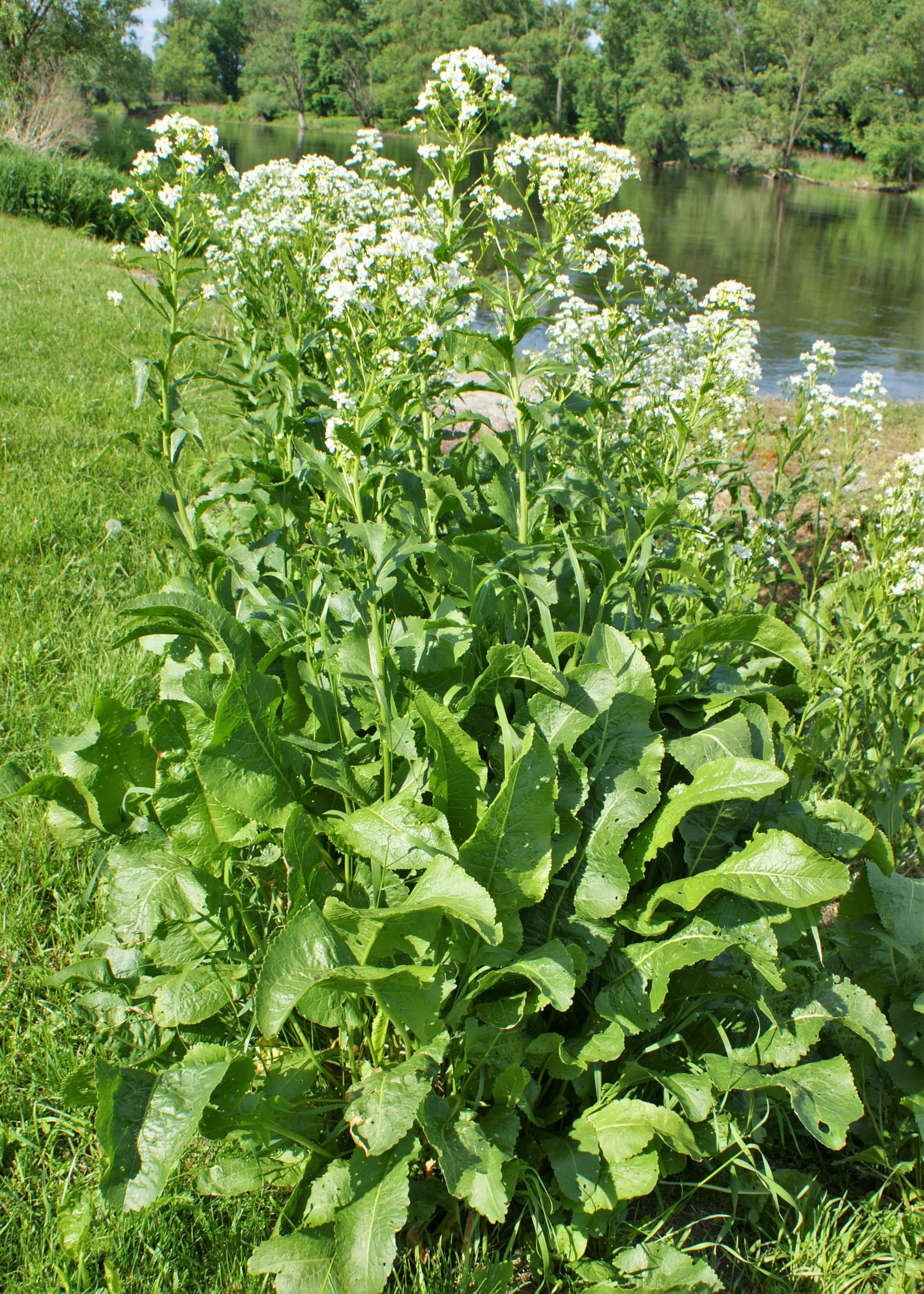 Horseradish