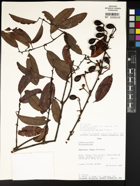 Dicranostyles sericea