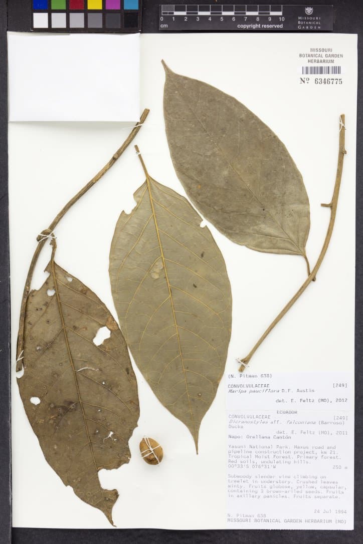 Maripa pauciflora