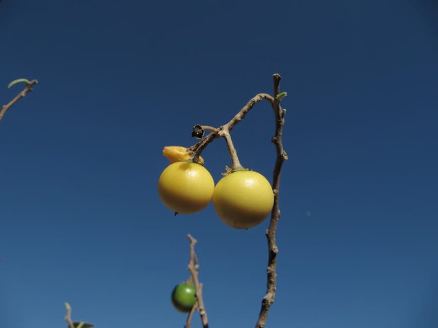 Solanum hibernum