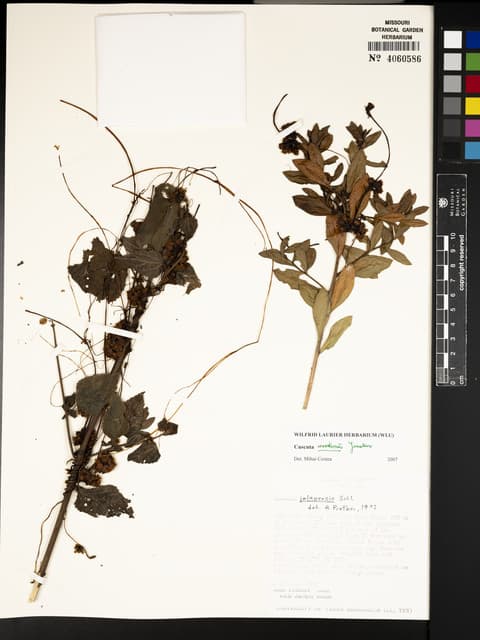 Cuscuta woodsonii