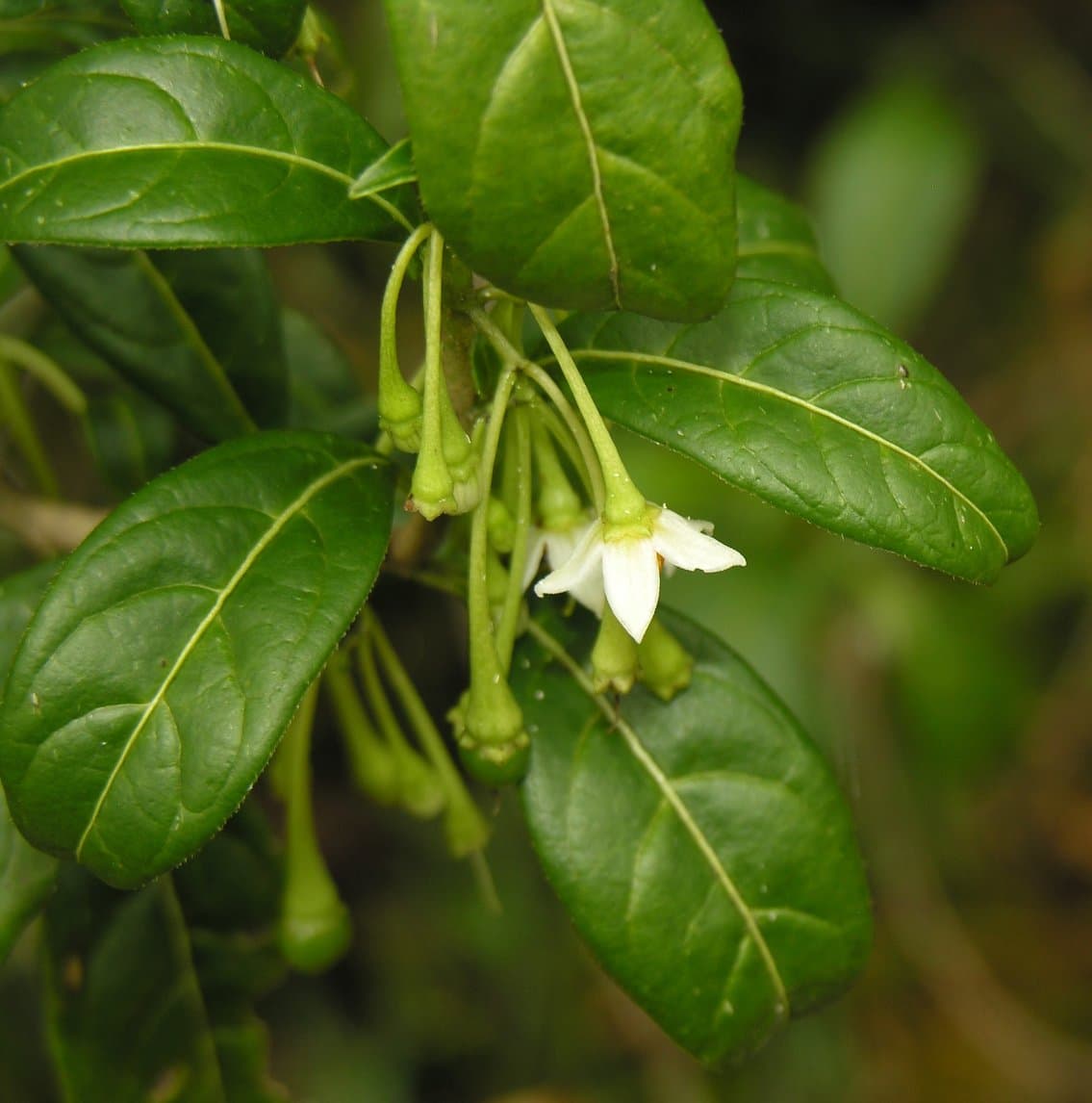 Solanum sumacaspi