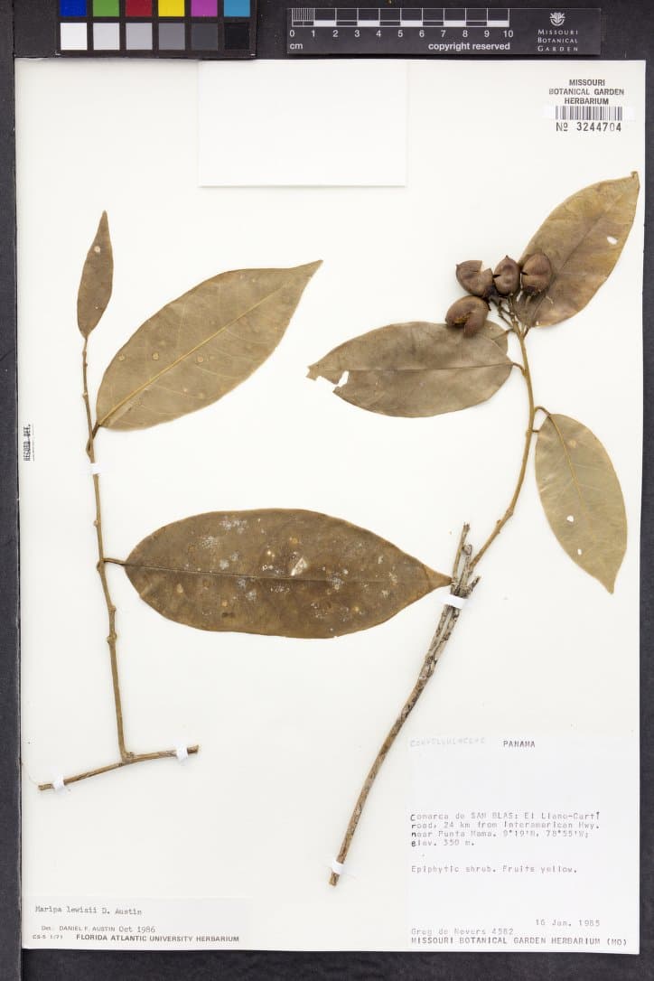 Maripa lewisii
