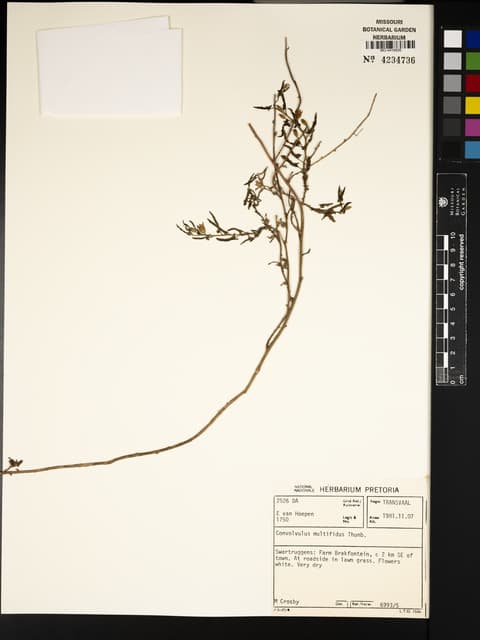 Convolvulus multifidus