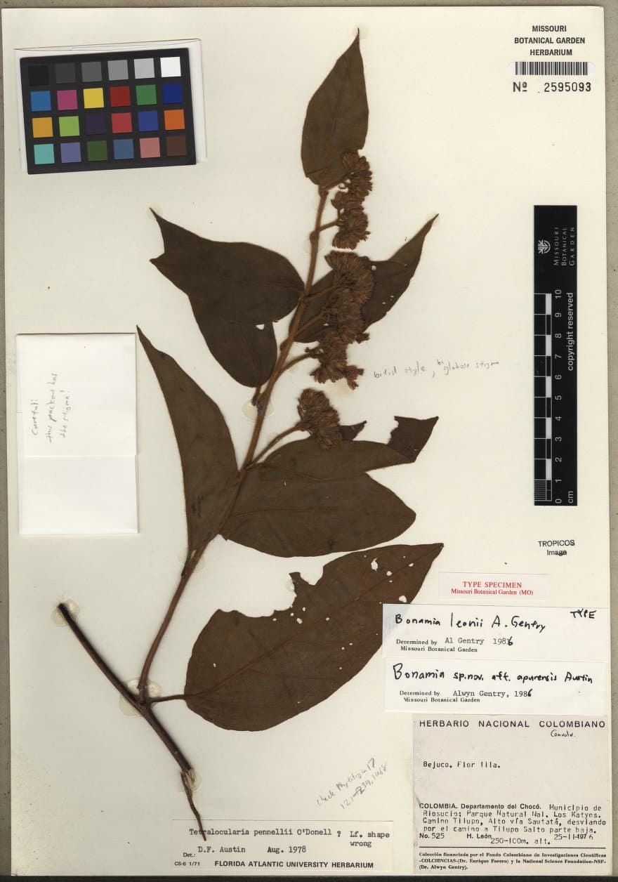 Bonamia leonii
