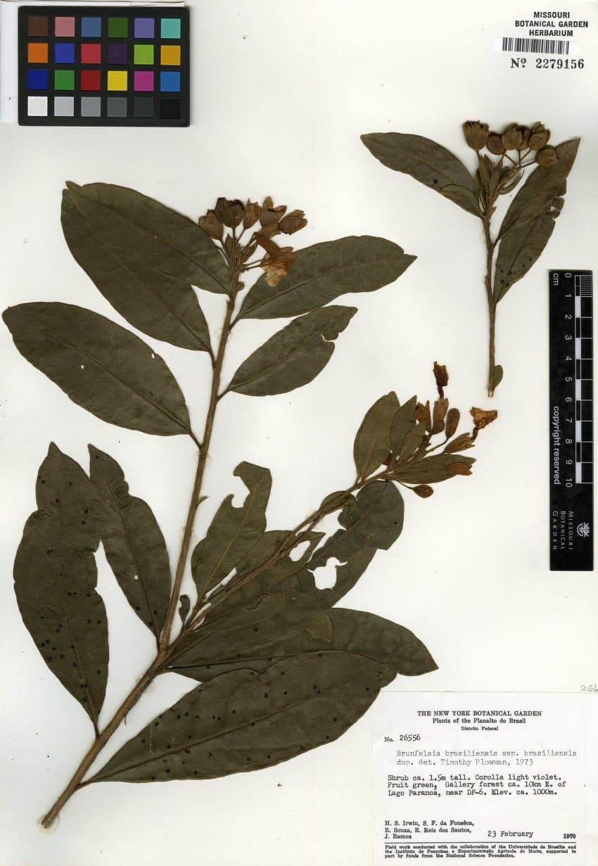 Bahia Raintree