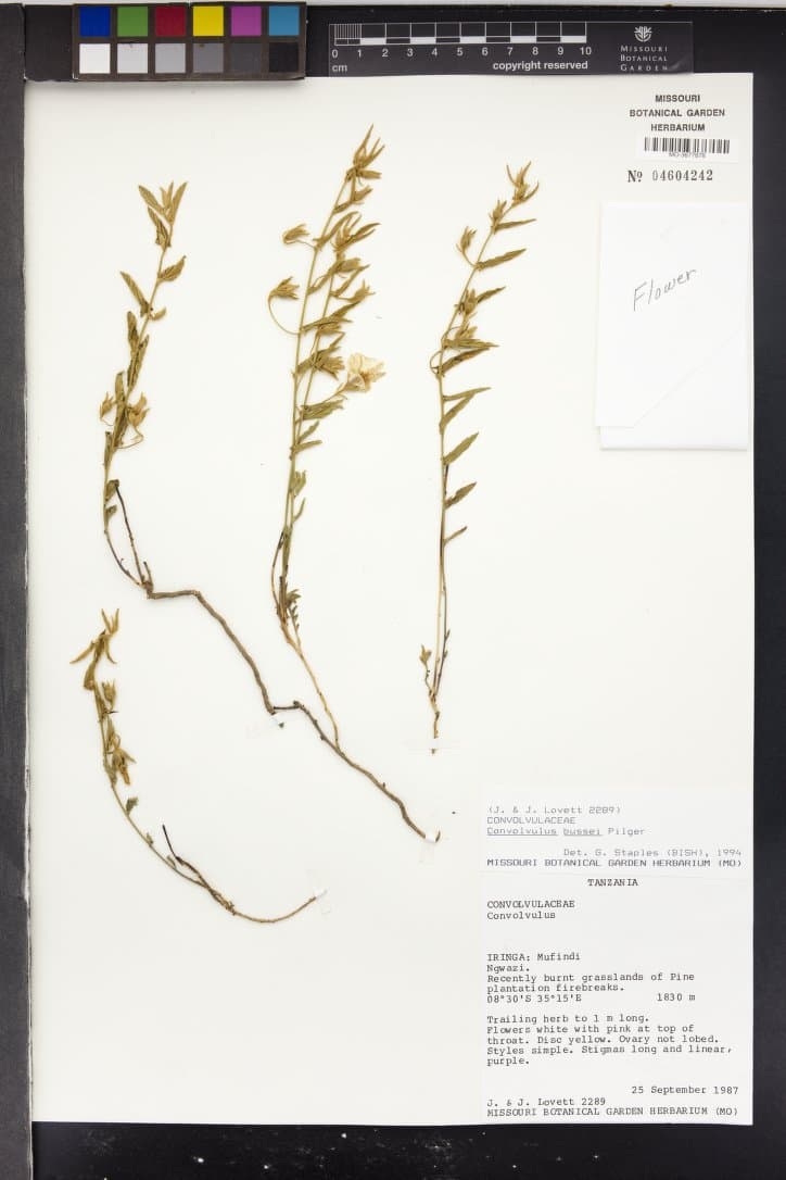 Convolvulus Thomsonii