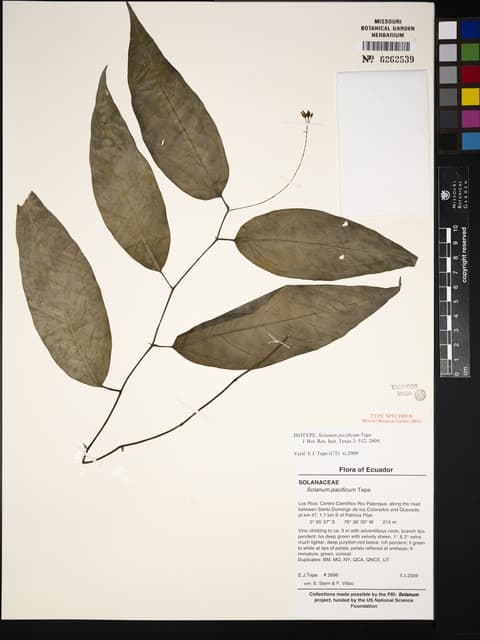 Solanum pacificum