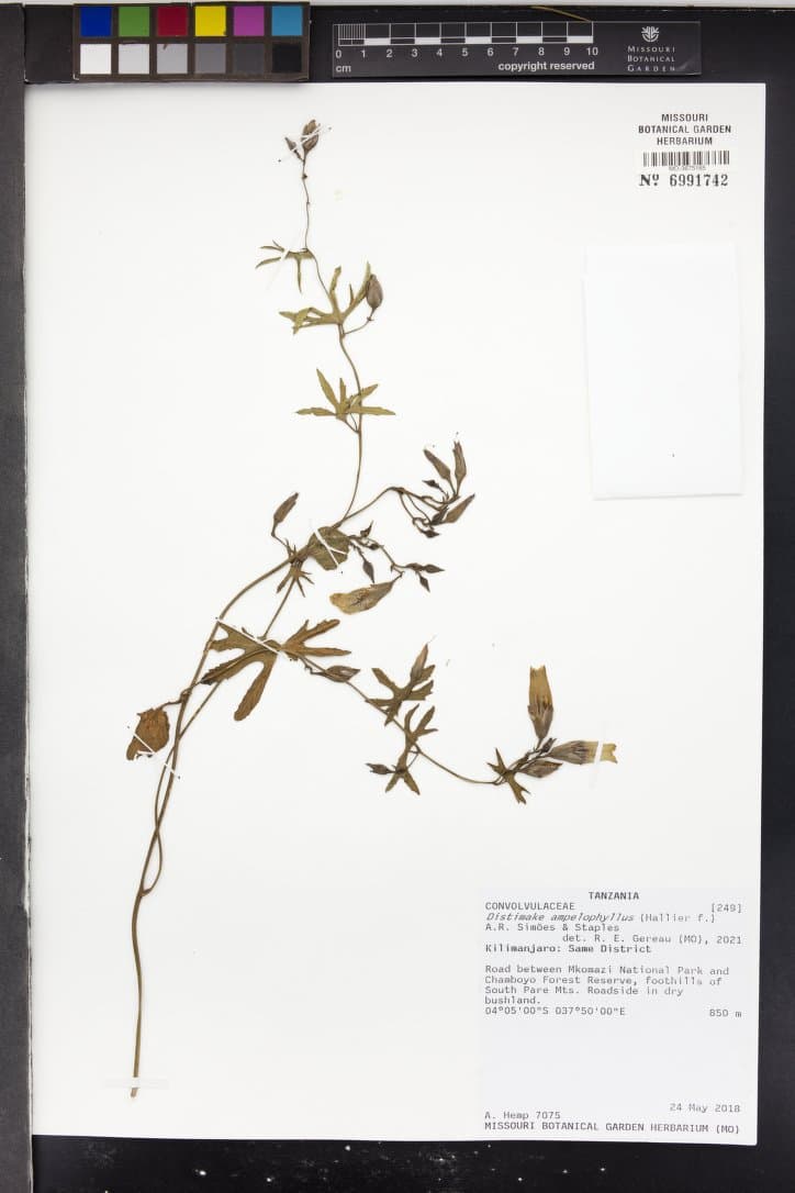 Distimake ampelophyllus