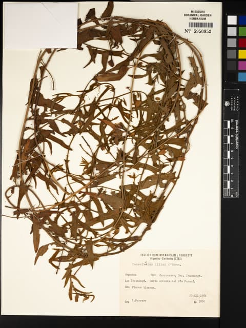 Convolvulus lilloi