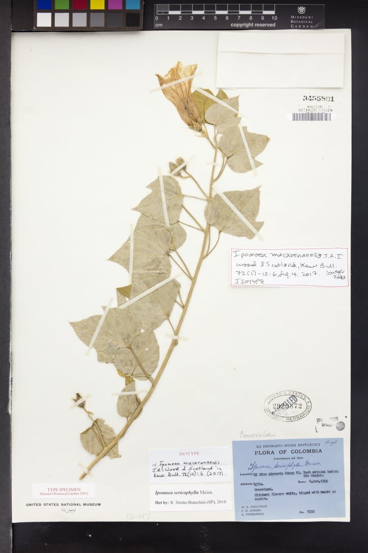 Ipomoea macarenaensis