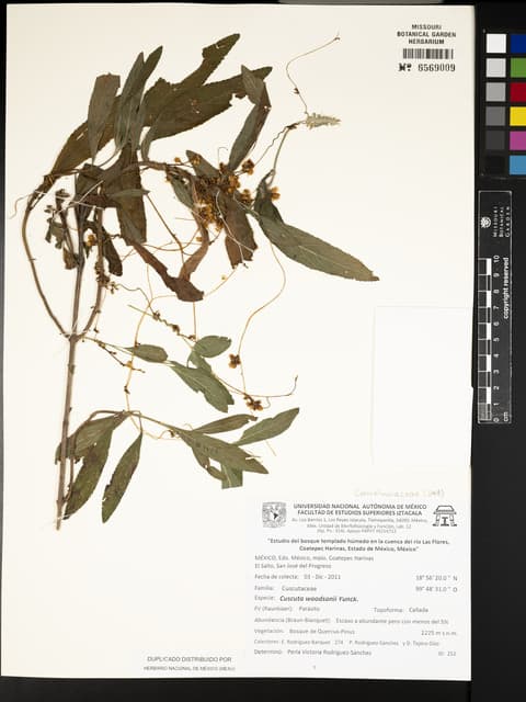 Cuscuta woodsonii