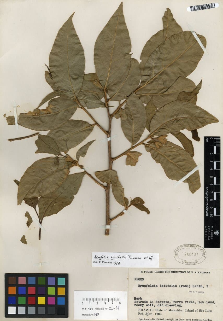 Brunfelsia burchellii