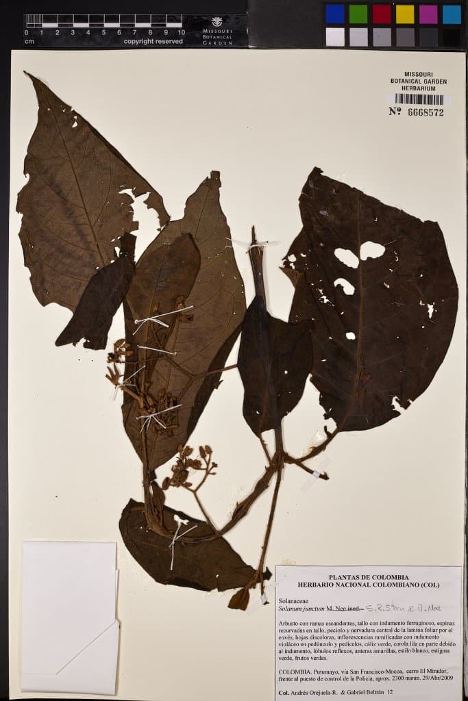 Solanum junctum