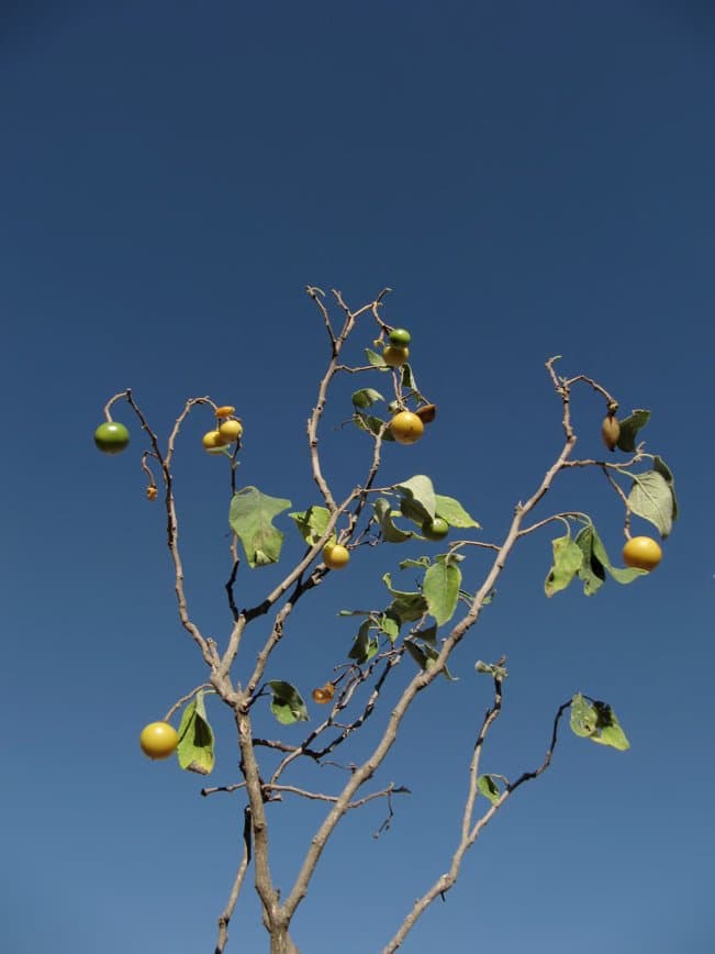 Solanum hibernum