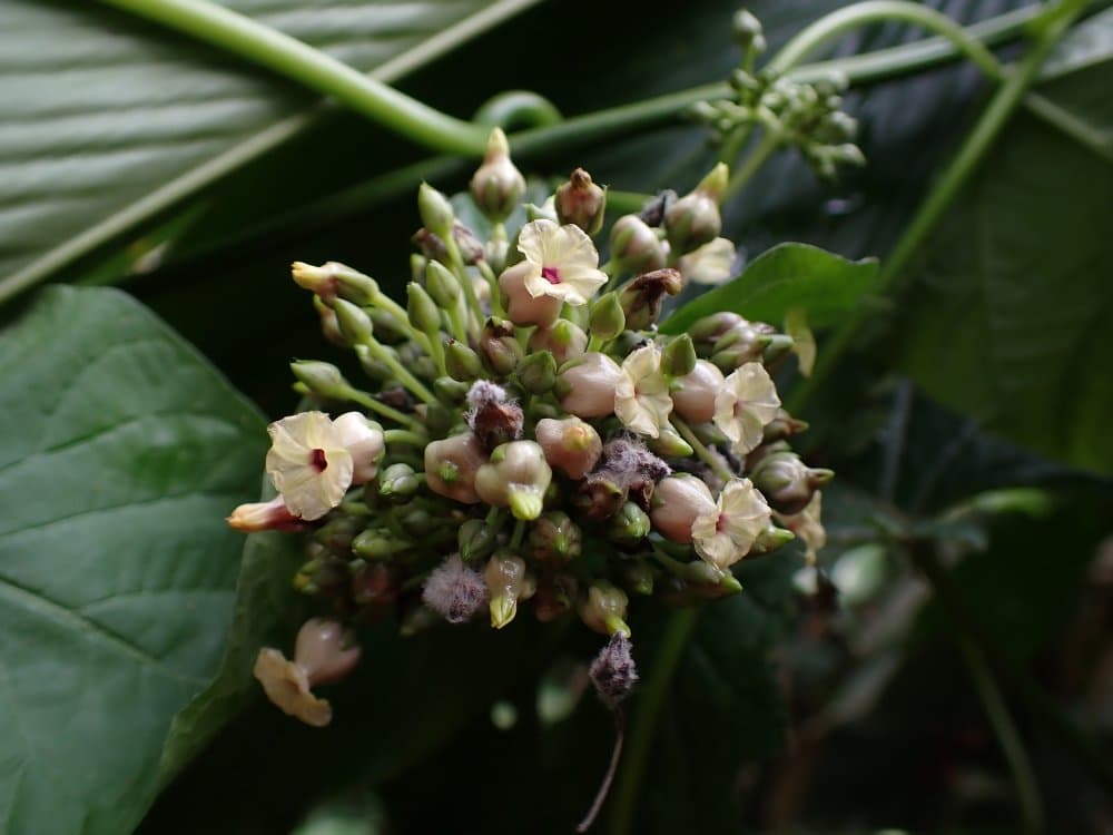 Lepistemon parviflorus