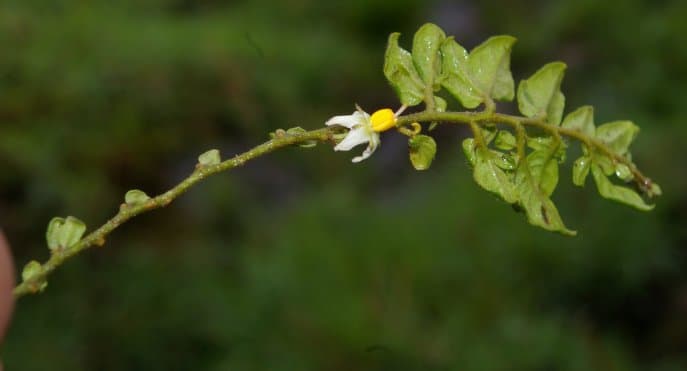 Solanum chimborazense