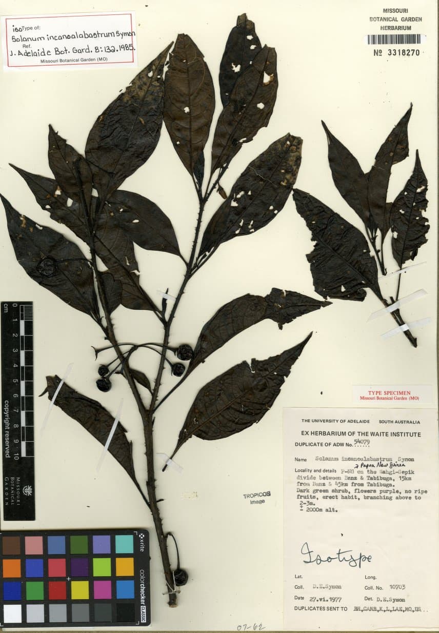 Solanum incanoalabastrum