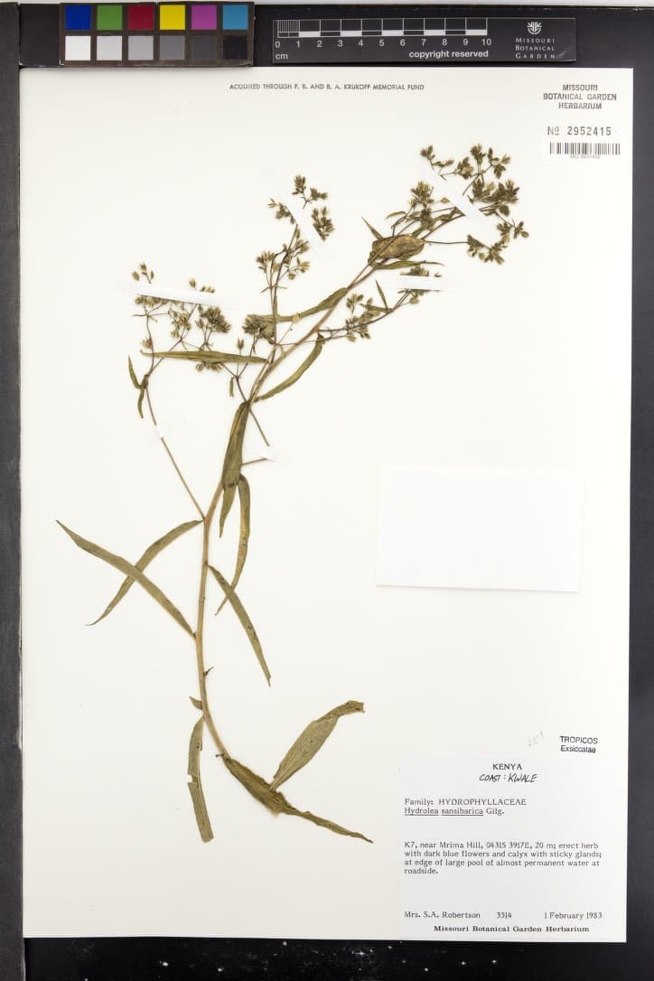 Hydrolea sansibarica