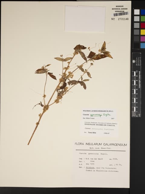 Cuscuta gymnocarpa