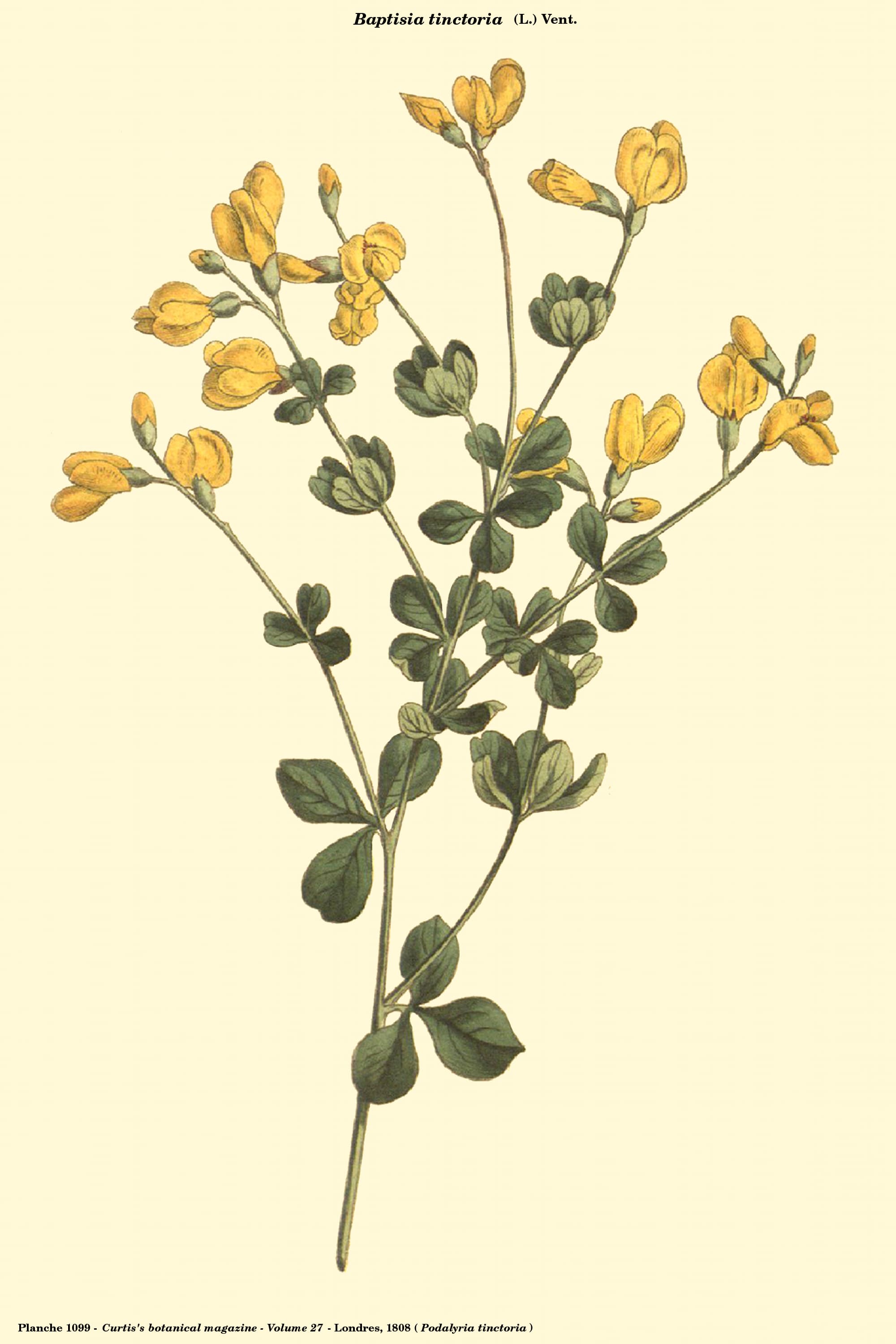 Wild Indigo
