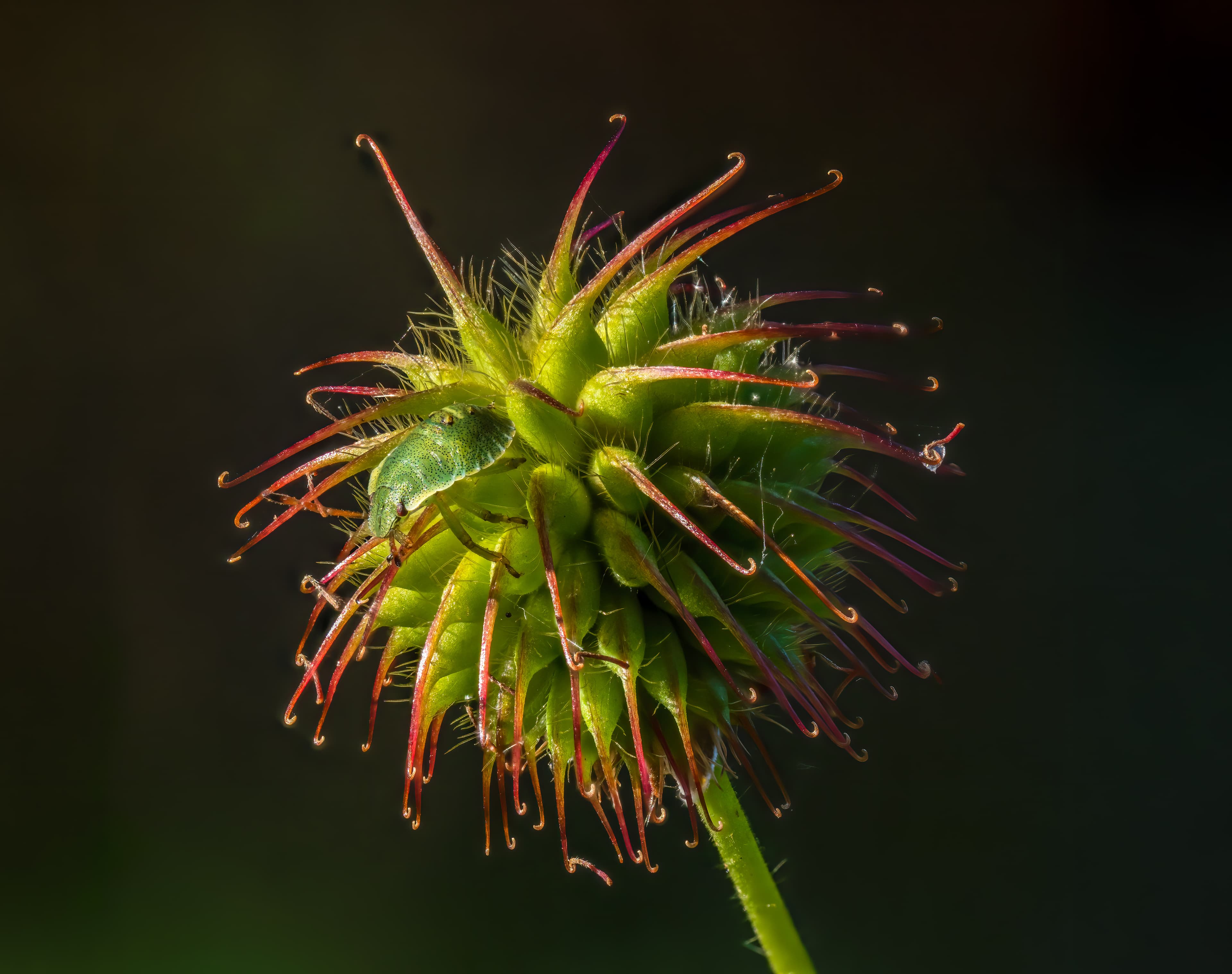 Avens