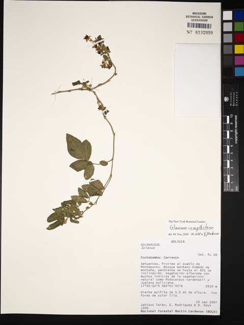 Solanum complectens