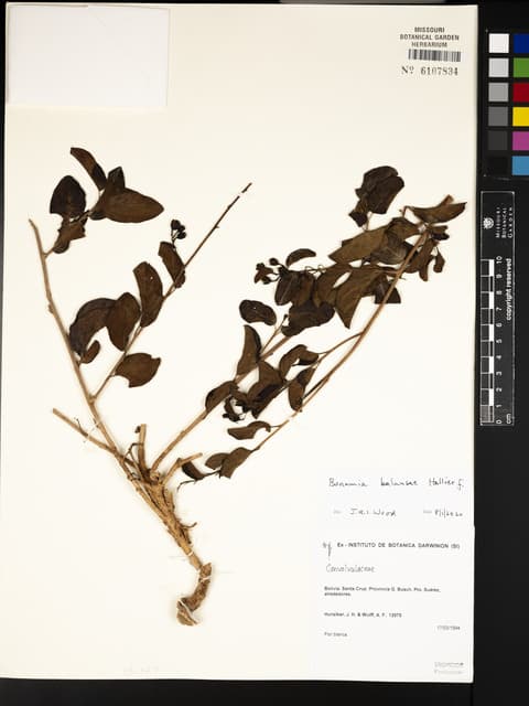 Bonamia balansae