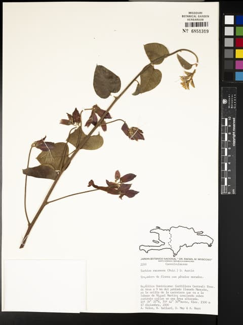 Ipomoea racemosa