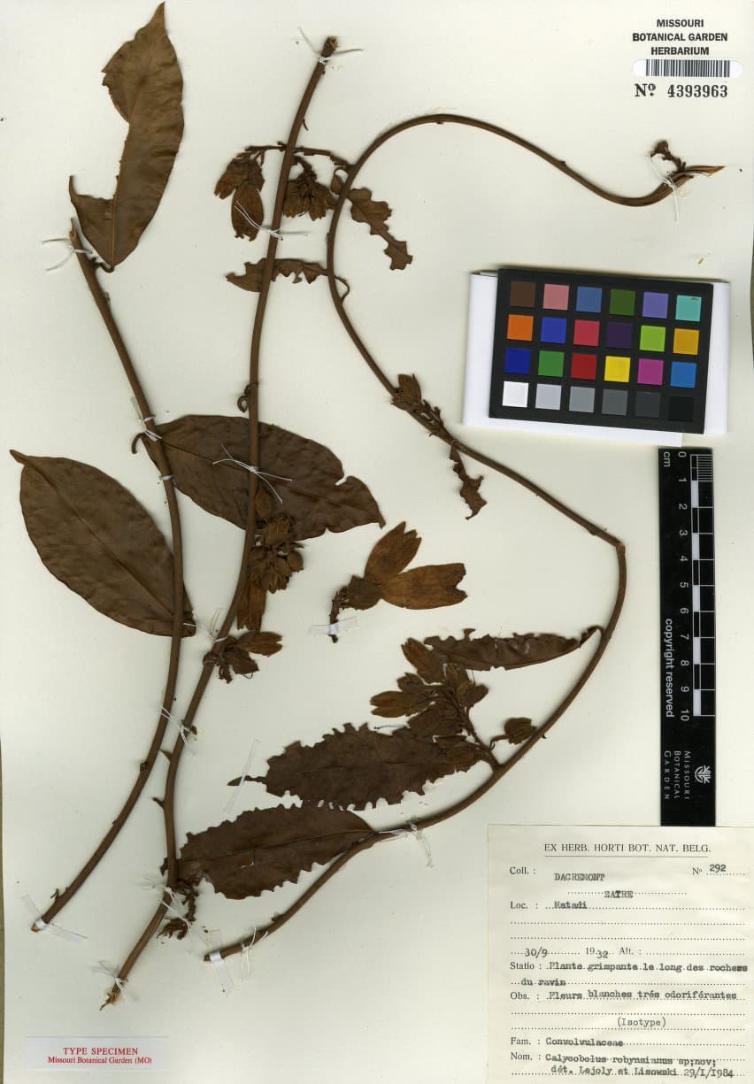 Calycobolus robynsianus