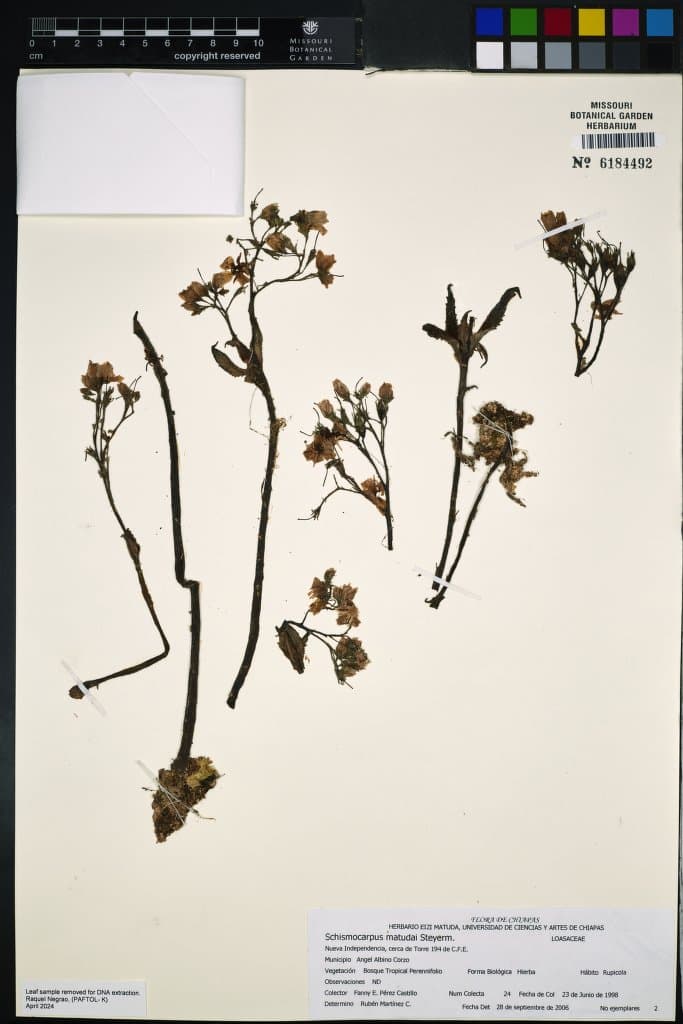 Schismocarpus matudae