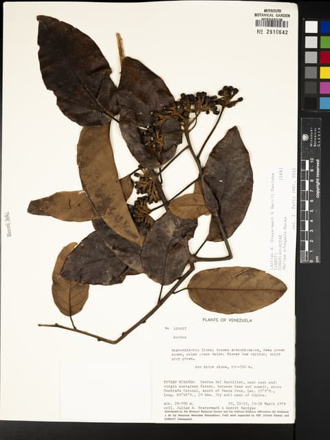 Maripa stellulata
