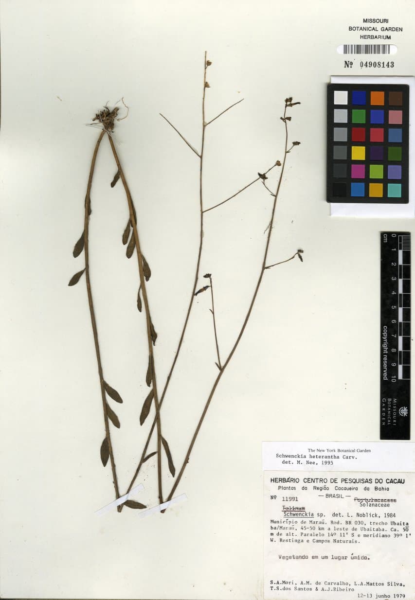 Schwenckia heterantha