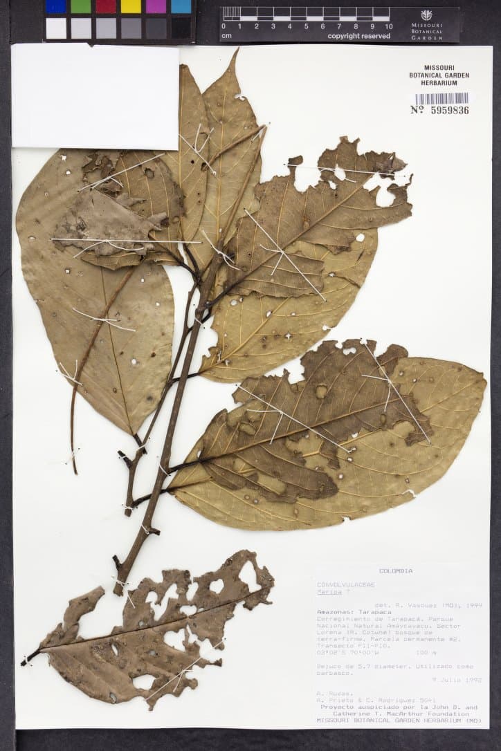 Maripa janusiana