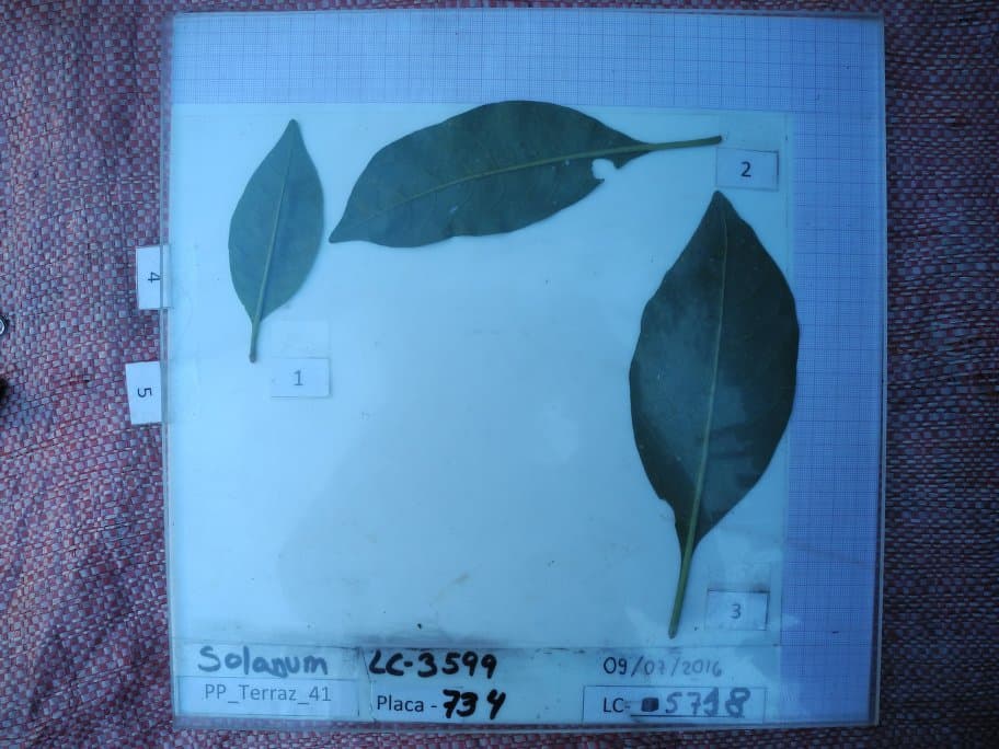 Solanum clandestinum