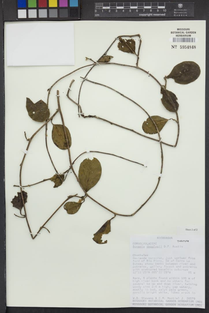 Bonamia douglasii