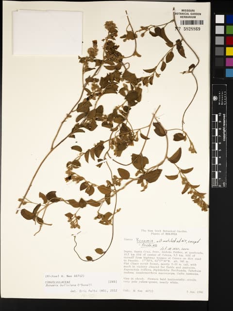 Bonamia boliviana
