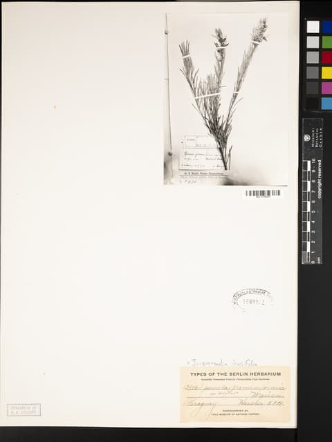 Jacquemontia densifolia