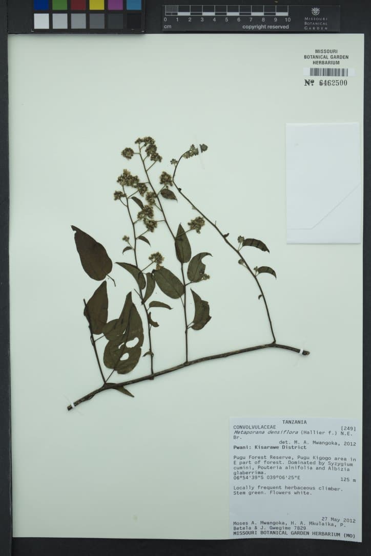 Metaporana densiflora