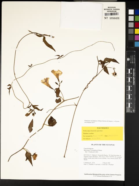 Distimake ternifoliolus