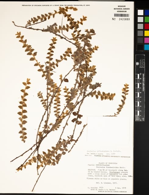 Evolvulus villosissimus