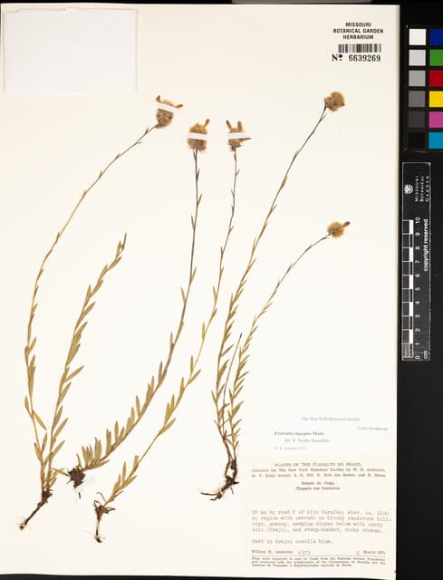 Evolvulus veadeirensis