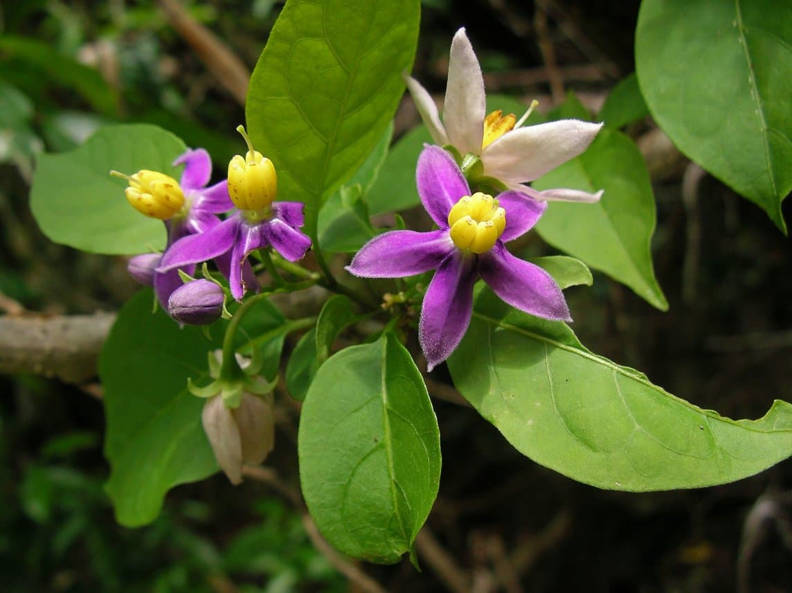 Solanum sambiranense