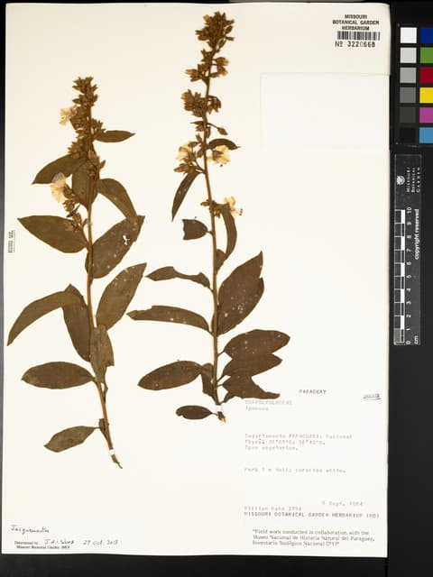 Jacquemontia paraguayensis