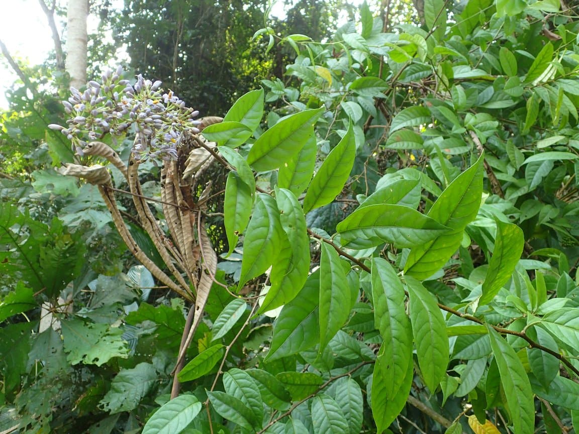 Solanum welwitschii