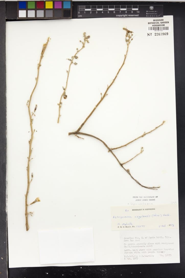 Astripomoea nogalensis